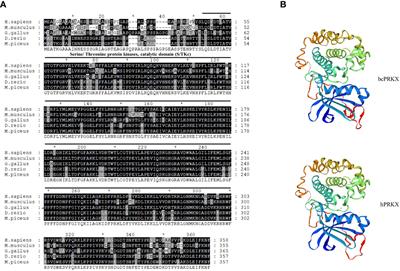 PRKX down-regulates TAK1/IRF7 signaling in the antiviral innate immunity of black carp Mylopharyngodon piceus